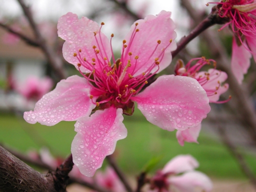 peach blossoms