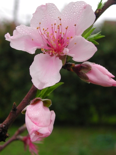 peach-blossom-3