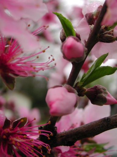 peach-blossom-4